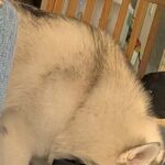 いつもの場所に『大型犬の水』を置き忘れてしまった結果→ふと様子を見ると…圧を感じる『まさかの光景』に8万いいね「訴えてて草」「天然ｗｗ」(ブログ)