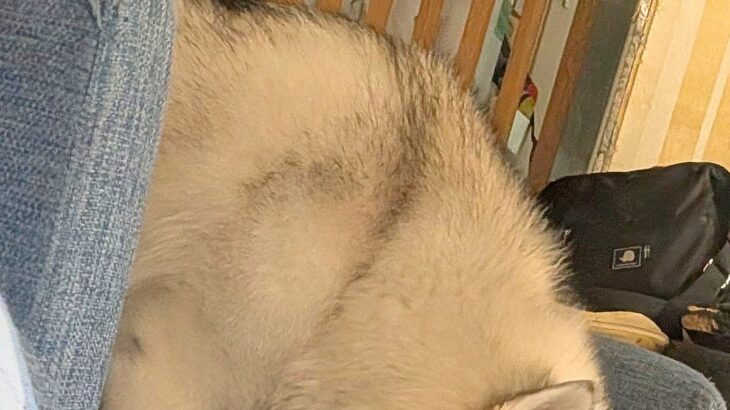 いつもの場所に『大型犬の水』を置き忘れてしまった結果→ふと様子を見ると…圧を感じる『まさかの光景』に8万いいね「訴えてて草」「天然ｗｗ」(ブログ)