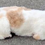 腰が低すぎる犬→他の犬と会うと『遊ぼうポーズ』をするものの…『まさかの姿勢』と切ない結末に2万いいね「不憫で可愛いｗ」「もはや液体化」(ブログ)