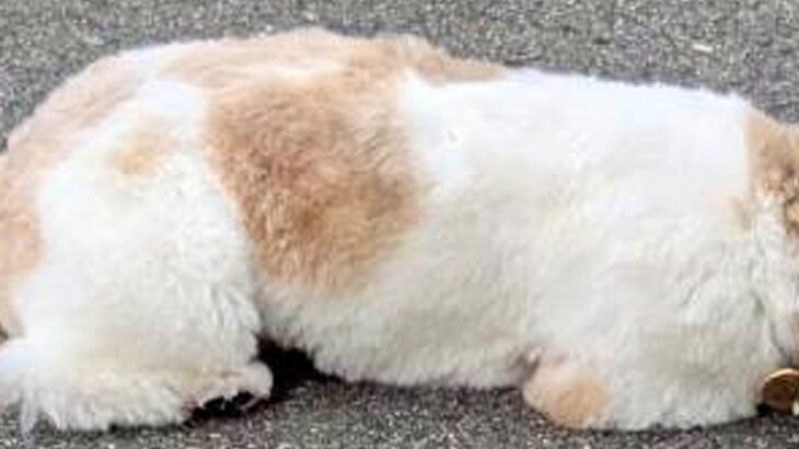 腰が低すぎる犬→他の犬と会うと『遊ぼうポーズ』をするものの…『まさかの姿勢』と切ない結末に2万いいね「不憫で可愛いｗ」「もはや液体化」(ブログ)