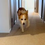 出かけようとすると『足が痛い』と訴えてくる犬→仕方なく家の中に戻った結果…『まさかの光景』に爆笑続々「完全に仮病で草」「頭良すぎｗｗ」(ブログ)