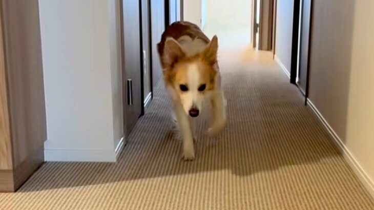 出かけようとすると『足が痛い』と訴えてくる犬→仕方なく家の中に戻った結果…『まさかの光景』に爆笑続々「完全に仮病で草」「頭良すぎｗｗ」(ブログ)
