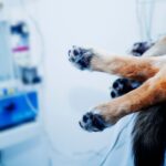 なぜ子犬と老犬は麻酔リスクが高い？年齢が手術に与える影響について【獣医が解説】(ブログ)