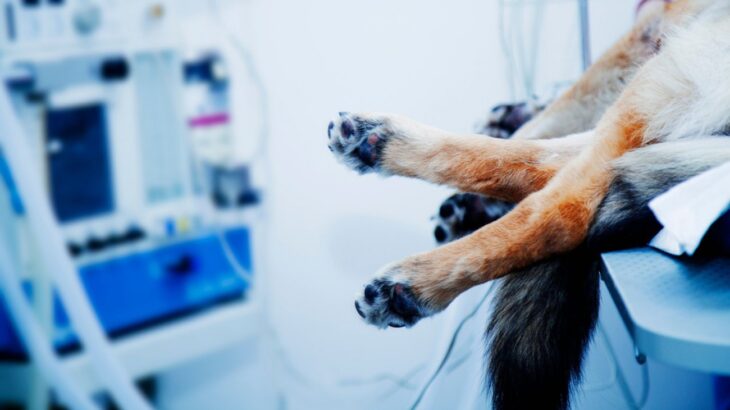 なぜ子犬と老犬は麻酔リスクが高い？年齢が手術に与える影響について【獣医が解説】(ブログ)