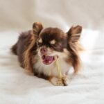 犬に『歯磨きガム』効果的な与え方とは？使用するメリットや注意点まで(ブログ)