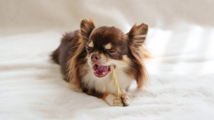 犬に『歯磨きガム』効果的な与え方とは？使用するメリットや注意点まで(ブログ)