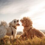 犬が『他の犬に吠えてしまう』理由とは？やめさせる方法はあるの？しつけの注意点まで(ブログ)