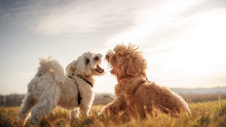 犬が『他の犬に吠えてしまう』理由とは？やめさせる方法はあるの？しつけの注意点まで(ブログ)