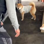 『家に犬を入れたいおじいちゃん』VS『入りたがらない犬』車の周りで追いかけて…可愛すぎる戦いに反響「エンドレスで草」「舐められてるｗ」(ブログ)