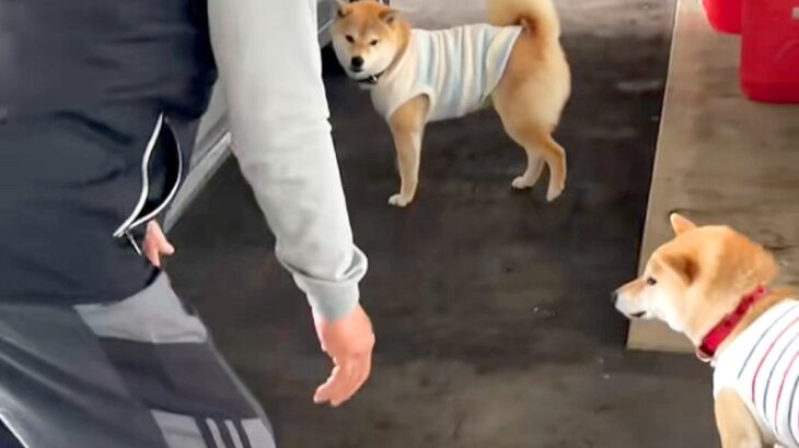 『家に犬を入れたいおじいちゃん』VS『入りたがらない犬』車の周りで追いかけて…可愛すぎる戦いに反響「エンドレスで草」「舐められてるｗ」(ブログ)