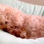 耳が聞こえない老犬→寝ていたので『びっくりさせずに起こす方法』を試した結果…無償の愛を感じる『尊い光景』に10万いいね「天使」「可愛い」(ブログ)