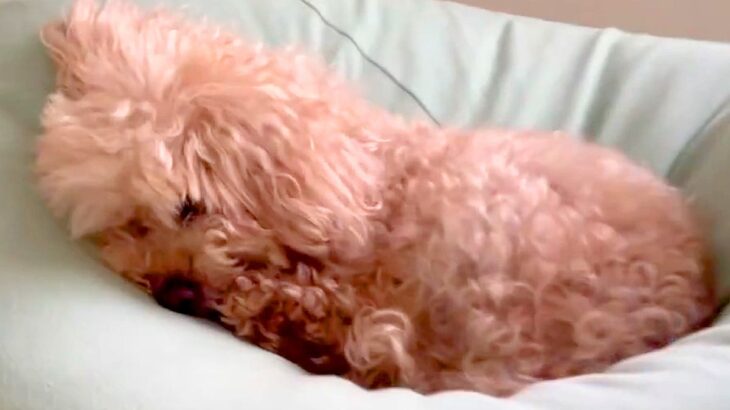 耳が聞こえない老犬→寝ていたので『びっくりさせずに起こす方法』を試した結果…無償の愛を感じる『尊い光景』に10万いいね「天使」「可愛い」(ブログ)