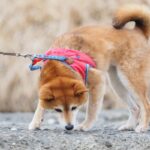 犬につける『首輪・ハーネス』どちらを選ぶべき？それぞれのメリットやデメリットまで(ブログ)
