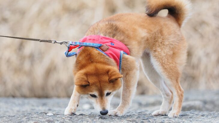 犬につける『首輪・ハーネス』どちらを選ぶべき？それぞれのメリットやデメリットまで(ブログ)