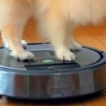 床を掃除中のルンバ→犬が『上に乗っかった』結果…楽しいのが伝わる『ニッコニコ笑顔』に反響「室内ドライブ」「楽しそう」「乗りこなしてるｗ」(ブログ)