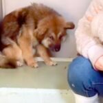 捕獲時、警察官を噛んでしまった犬→施設の奥で怖がり、震えていて…愛情を与えた後の『嘘のような表情』が49万再生「涙出る」「幸せになって」(ブログ)