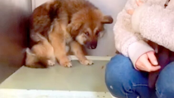 捕獲時、警察官を噛んでしまった犬→施設の奥で怖がり、震えていて…愛情を与えた後の『嘘のような表情』が49万再生「涙出る」「幸せになって」(ブログ)