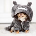 『犬用グッズ』絶対NGな使い方4つ　知らないと危険な飼い主のタブー行為とは(ブログ)