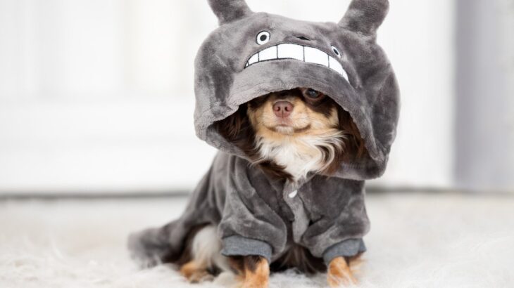 『犬用グッズ』絶対NGな使い方4つ　知らないと危険な飼い主のタブー行為とは(ブログ)