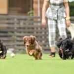 犬の『ドッグラン』でやってはいけない絶対NG行為7選　間違った行動がトラブルを引き起こすことも…(ブログ)