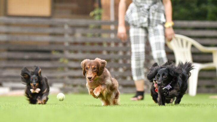犬の『ドッグラン』でやってはいけない絶対NG行為7選　間違った行動がトラブルを引き起こすことも…(ブログ)