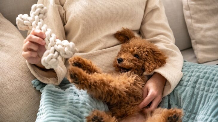 犬からの『信頼度』を測る方法５選　主なチェック項目や飼い主を頼りにしていないワンコがみせる行動まで(ブログ)