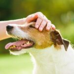 犬が嬉しがる『褒め言葉』５選　愛犬を喜ばせるために使うべきキーワードとは？(ブログ)