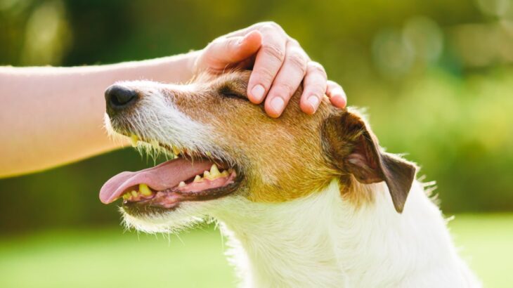 犬が嬉しがる『褒め言葉』５選　愛犬を喜ばせるために使うべきキーワードとは？(ブログ)