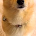 『申し訳なさそうな顔』で呼びに来た犬→ついて行った結果、トイレが…予想外だった『まさかの展開』が21万再生「愛おしい泣く」「優しい世界」(ブログ)