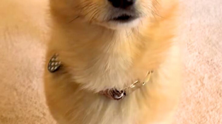 『申し訳なさそうな顔』で呼びに来た犬→ついて行った結果、トイレが…予想外だった『まさかの展開』が21万再生「愛おしい泣く」「優しい世界」(ブログ)