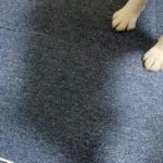 『絶対に電源コードに触っちゃダメ』と教え込まれた犬→なぜか助けを求めていたので、見に行くと…まさかの光景に8万いいね「いい子すぎてｗ」(ブログ)