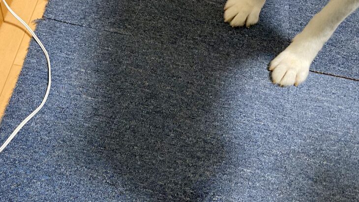 『絶対に電源コードに触っちゃダメ』と教え込まれた犬→なぜか助けを求めていたので、見に行くと…まさかの光景に8万いいね「いい子すぎてｗ」(ブログ)