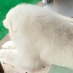 父が『大型犬の毛を適当に整えた』結果→ふと『おしり』を見てみると…思わず二度見する『プリケツ』に爆笑「立派すぎるｗ」「人間みたいで草」(ブログ)