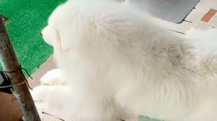 父が『大型犬の毛を適当に整えた』結果→ふと『おしり』を見てみると…思わず二度見する『プリケツ』に爆笑「立派すぎるｗ」「人間みたいで草」(ブログ)