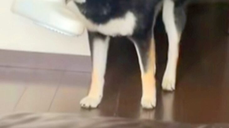 『やけに犬がおとなしいな』と思っていたら、こっそりとお風呂場から出てきて…バレバレすぎる光景が52万再生「これは怒れない」「上目遣いｗ」(ブログ)