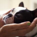 『不幸な犬』が見せるサイン4選　幸福度が高い犬との大きな違いや生活に満足してもらう方法まで(ブログ)