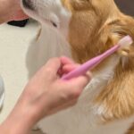 犬の歯磨きを『ママとパパがした』結果→あからさまに顔が違って…辛辣すぎる『態度の変化』に1万いいね「パパ泣いちゃうｗ」「全然違くて草」(ブログ)