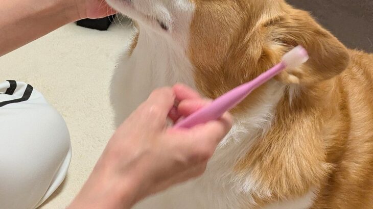 犬の歯磨きを『ママとパパがした』結果→あからさまに顔が違って…辛辣すぎる『態度の変化』に1万いいね「パパ泣いちゃうｗ」「全然違くて草」(ブログ)