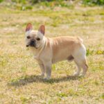 『運動が苦手』な犬種3選　運動能力があまり高くないワンコを遊ばせるときの注意点とは？(ブログ)