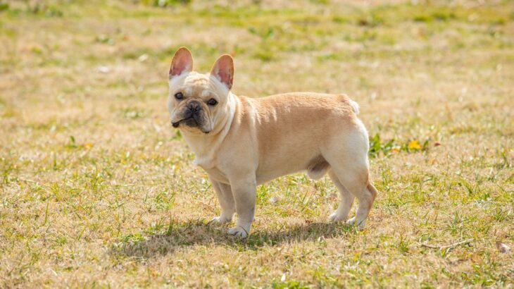 『運動が苦手』な犬種3選　運動能力があまり高くないワンコを遊ばせるときの注意点とは？(ブログ)