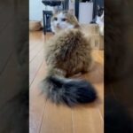 ぱっと見、分からんけど(YouTube)