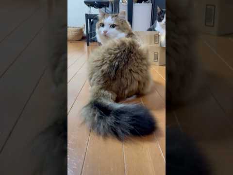 ぱっと見、分からんけど(YouTube)