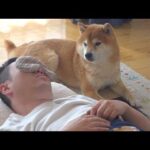 柴犬はパパの異変に気づいた後、様子がおかしくなりました。(YouTube)