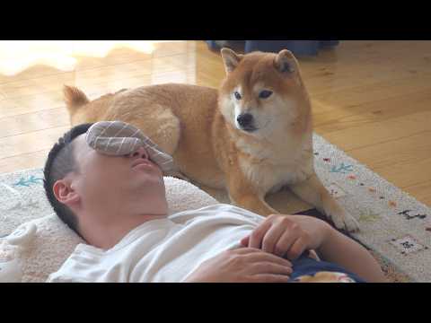 柴犬はパパの異変に気づいた後、様子がおかしくなりました。(YouTube)