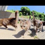 たくさんの猫達が日陰で一列に並んで順番にナデナデされる(YouTube)