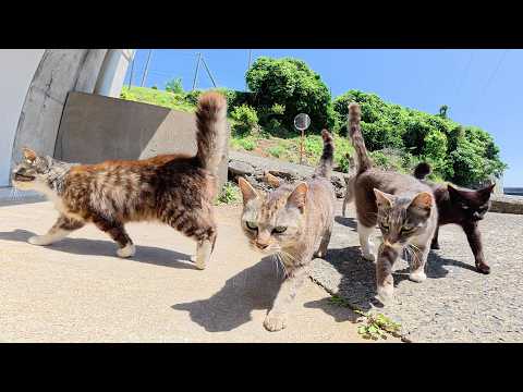 たくさんの猫達が日陰で一列に並んで順番にナデナデされる(YouTube)