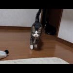 GWはいつもよりニャーニャー騒がしく過ごす猫(YouTube)