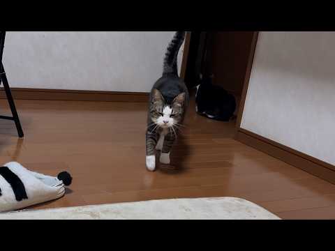GWはいつもよりニャーニャー騒がしく過ごす猫(YouTube)