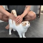 褒められるとやる気が出て張り切って運動しちゃう猫が可愛すぎますwww(YouTube)