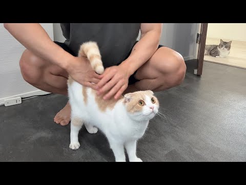 褒められるとやる気が出て張り切って運動しちゃう猫が可愛すぎますwww(YouTube)
